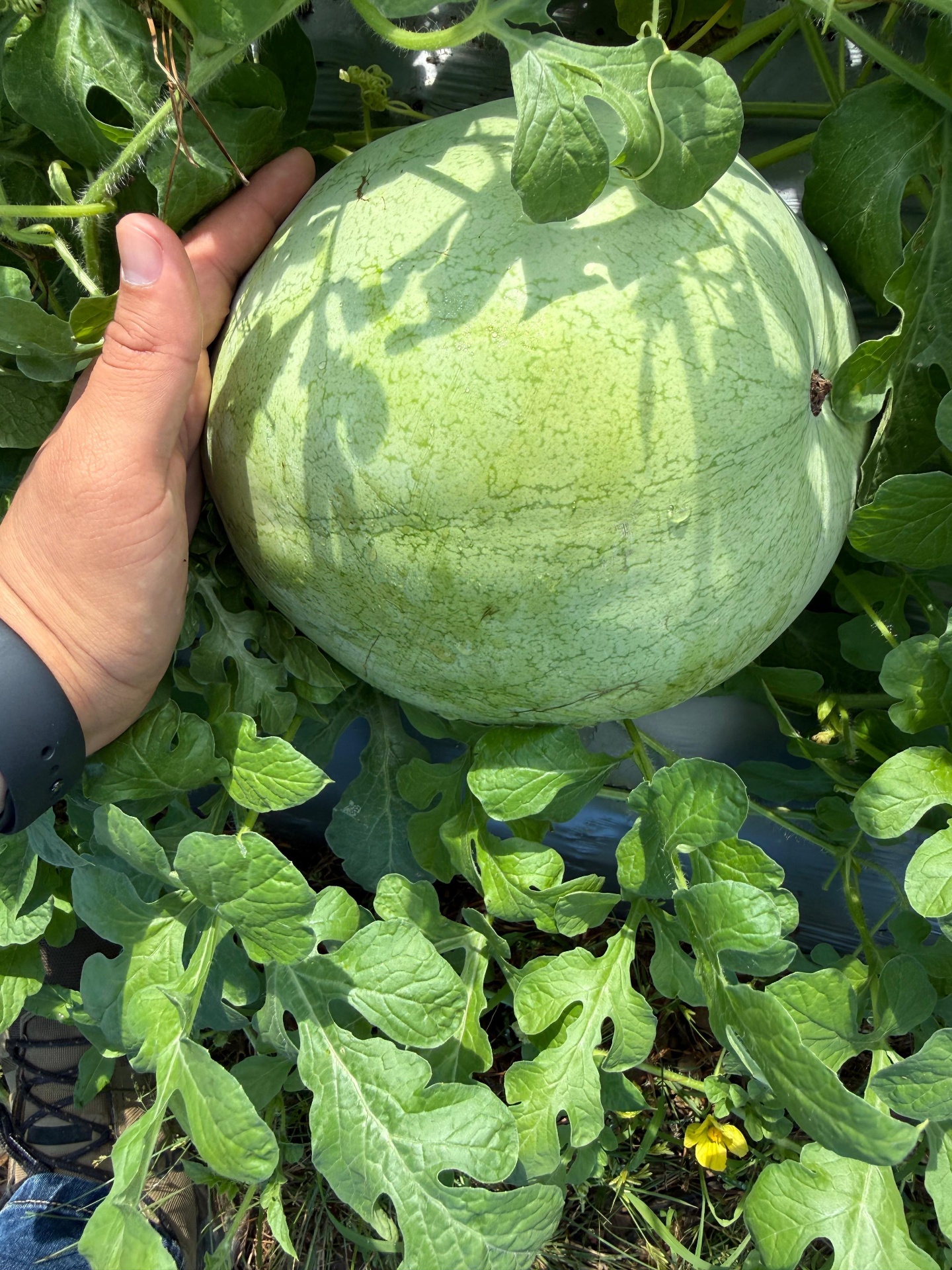 Melón recién cosechado