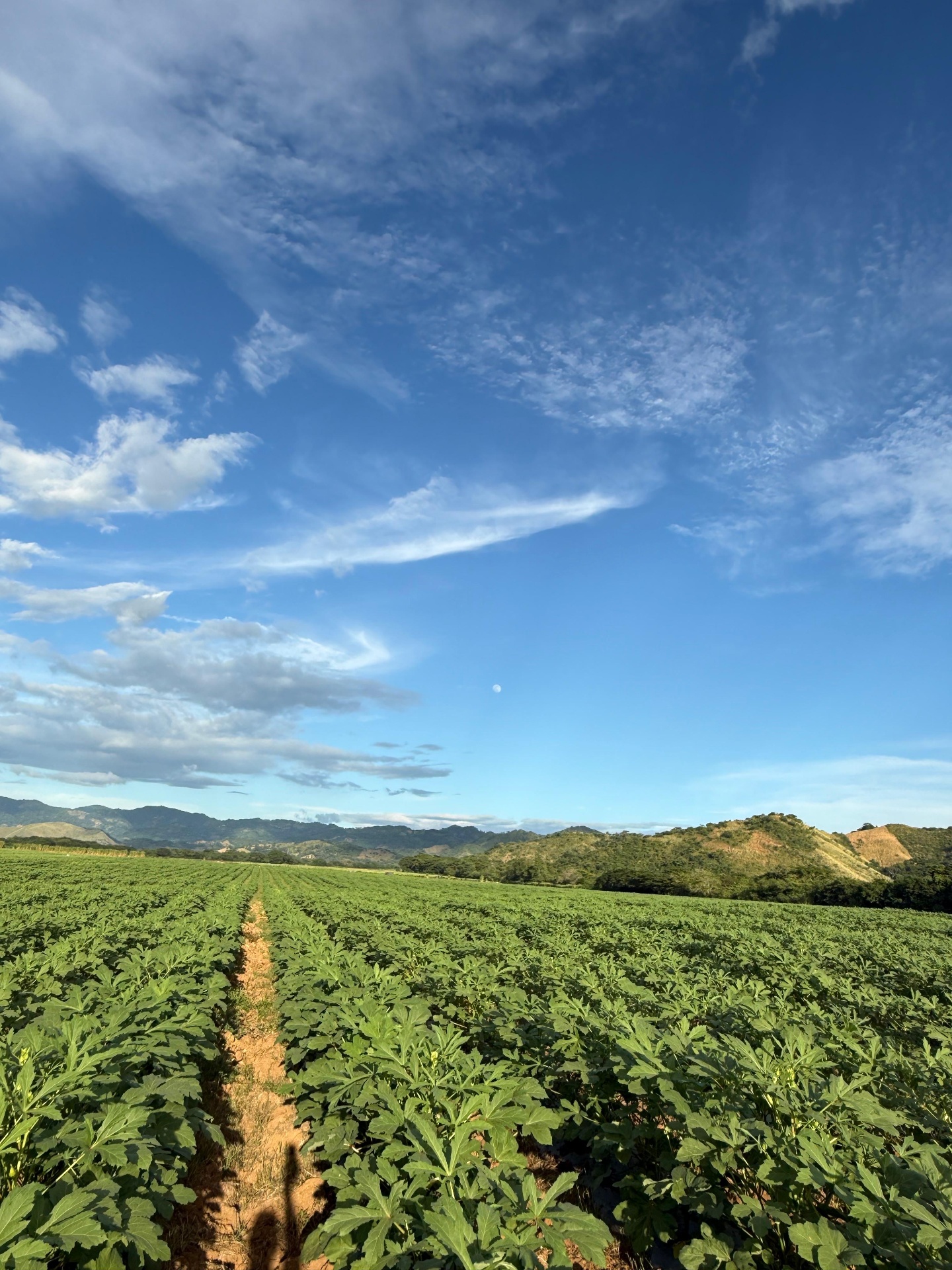 Campo de okra
